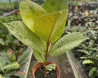 Ficus ‘Shivereana’ Moonshine – Variegated Rubber Plant Colorful Indoor Houseplant