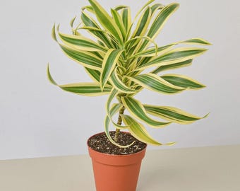 Dracaena ‘Song of India’ – Variegated Tropical Indoor Houseplant Easy Care Plant