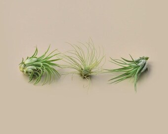3 Small Tillandsia Air Plant Variety Pack - Live Plants Easy Care