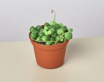 String of Pearls Plant | Senecio Rowleyanus Trailing Succulent | Hanging Houseplant