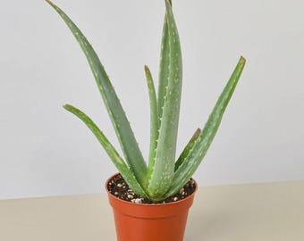 Aloe Vera Plant – Live Aloe Vera Succulent Indoor Houseplant Easy Care Drought Tolerant Plant