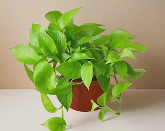 Neon Pothos | Chartreuse Trailing Houseplant, Easy Care