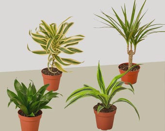 Dracaena Bundle – Live Indoor Houseplant Collection Easy Care Tropical Plants