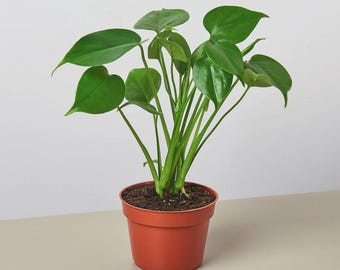 May include: A potted houseplant with vibrant green leaves and stems. The plant is in a terracotta-colored plastic pot, filled with dark soil. The leaves are heart-shaped and the plant is set against a neutral background.