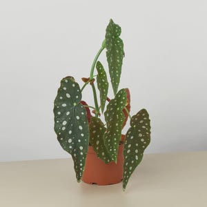 for house plant Easy Care Variety Bundle