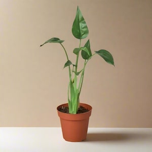Alocasia Tiny Dancer: Rare Tropical Elephant Ear Houseplant