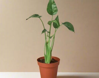 Alocasia Tiny Dancer Live Plant: Rare Tropical Elephant Ear - Indoor Houseplant