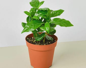 Arabica Coffee Plant (Coffea arabica) – Live Coffee Tree Indoor Houseplant Tropical Plant