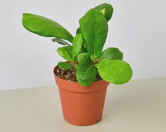 Ficus Lyrata ‘Fiddle Leaf Fig’ – Large Leaf Indoor Houseplant Tropical Statement Plant
