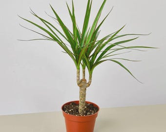 Dracaena ‘Marginata Cane’ – Madagascar Dragon Tree Live Indoor Houseplant Easy Care