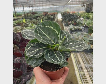 Calathea ‘Green Goddess’ – Prayer Plant Live Tropical Indoor Houseplant Pet-Friendly