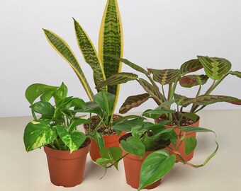 Low Light Houseplant Bundle | Easy Care Indoor Plants, Beginner Collection