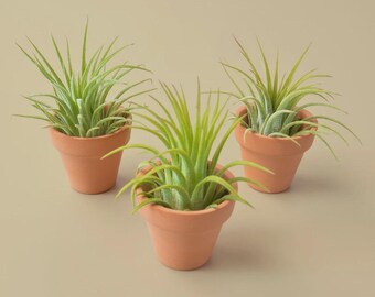 3 Ionantha Air Plants with Mini Terra Cotta Pots – Tillandsia Air Plant Set Easy Care Gift