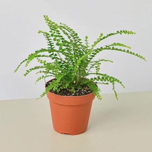 May include: A potted fern with bright green, delicate leaves. The plant is in a terracotta-colored plastic pot. The fern's fronds extend outward, creating a full, lush appearance. The background is a plain white wall.