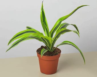 Dracaena ‘Lemon Lime’ – Bright Green & Yellow Variegated Indoor Houseplant Easy Care Tropical Plant