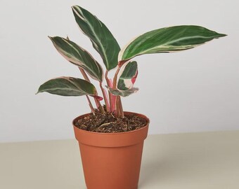 Stromanthe ‘Triostar’ – Pink, Cream & Green Variegated Prayer Plant Tropical Houseplant