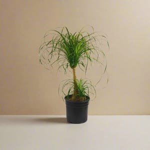 Fake Ponytail Palm - Etsy