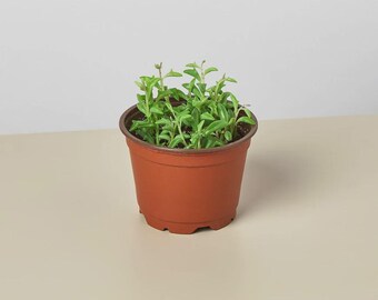 String of Dolphins Succulent – Curio x peregrinus Live Trailing Indoor Plant Easy Care