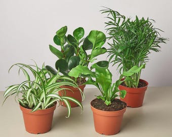 Pet-Friendly Indoor Plant Collection | Easy Care Beginner Bundle