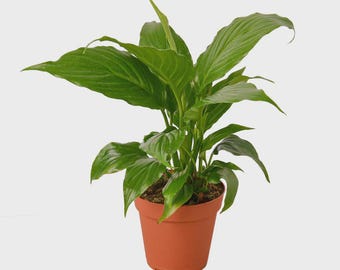 Peace Lily Plant | Spathiphyllum, Easy Care, Low Light Indoor Houseplant