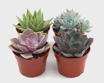 Succulent Variety Pack 4" Pots | Live Assorted Succulents | Indoor Plants | Easy Care Houseplant Gift