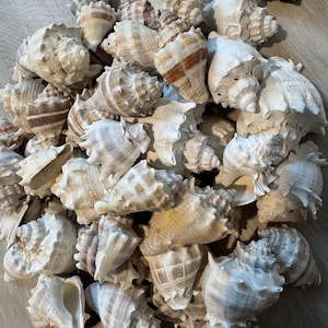 Florida Light King Conch set of 4