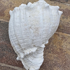 May include: A large, off-white conch shell featuring a textured, ridged surface with prominent, rounded protrusions along the upper edge and a spiraled, tapered base, showcasing natural weathering and a matte, chalky finish throughout the exterior.