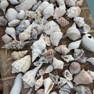 May include: A collection of various seashells in shades of white, cream, and tan, with some featuring subtle brown and gray patterns. The assortment includes conch shells, spiral shells, and other unique shapes, creating a natural, coastal theme.