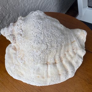 May include: A large, off-white conch shell with a rough, porous, and weathered texture. The shell features a wide, flared opening with visible ridges and a spiraled, pointed apex. The surface displays subtle tan and cream color variations.