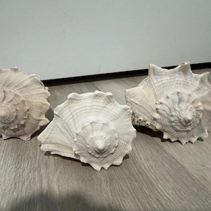May include: Three off-white sea shells with spiraled, textured surfaces and pointed edges. Each shell features a distinct conical center and a wide, flared opening with intricate ridges radiating outward from the central point of the shell.