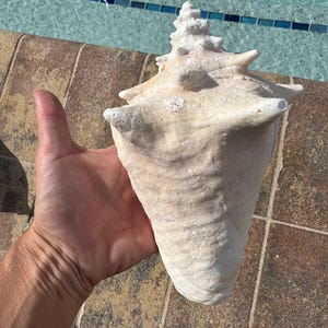 Juvenile weathered Queen Conch