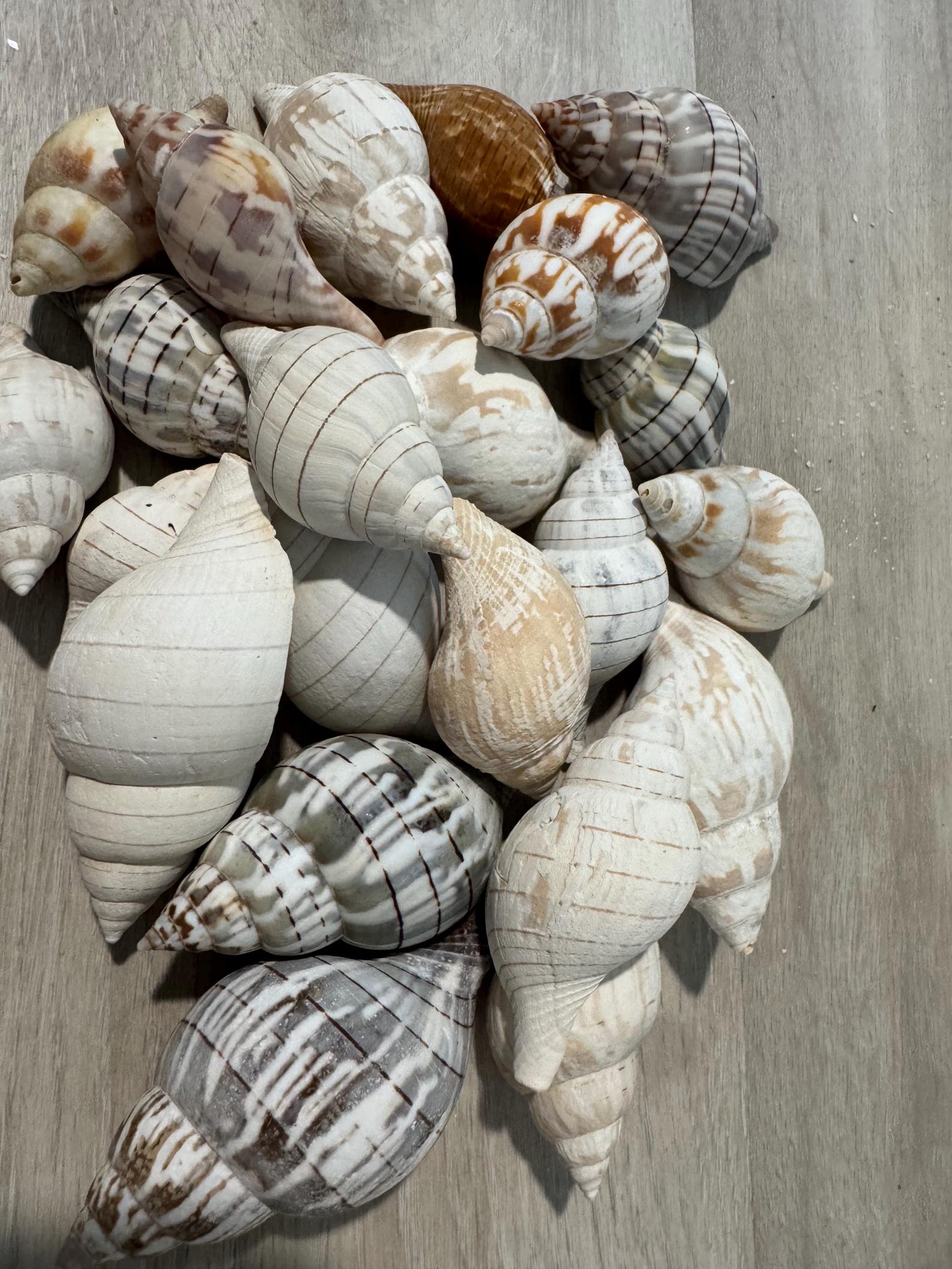 Tulip Shell- Set of Three - Etsy