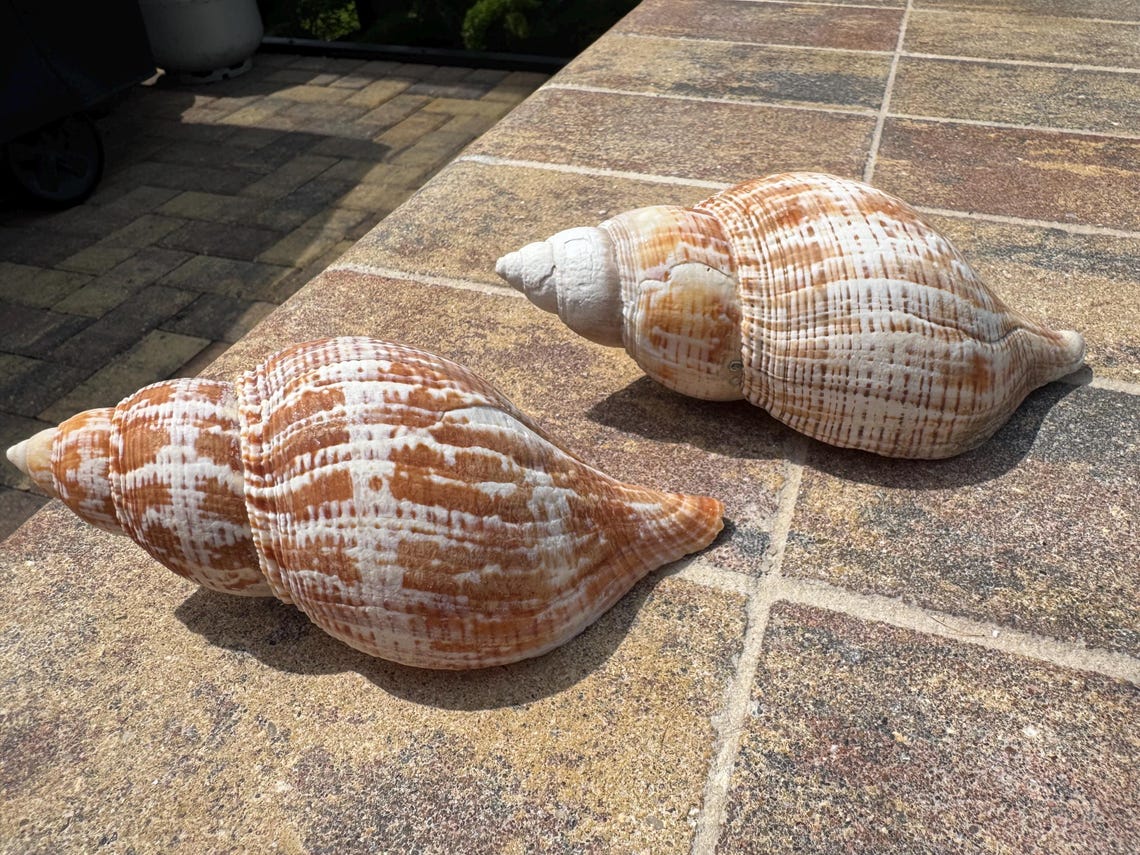 Two Large Tulip Shells - Etsy