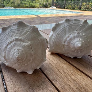 May include: Two large, off-white conch shells with detailed spiral patterns. The shells are placed on a wooden surface, with a swimming pool visible in the background. The shells have a textured surface and are a natural, decorative item.