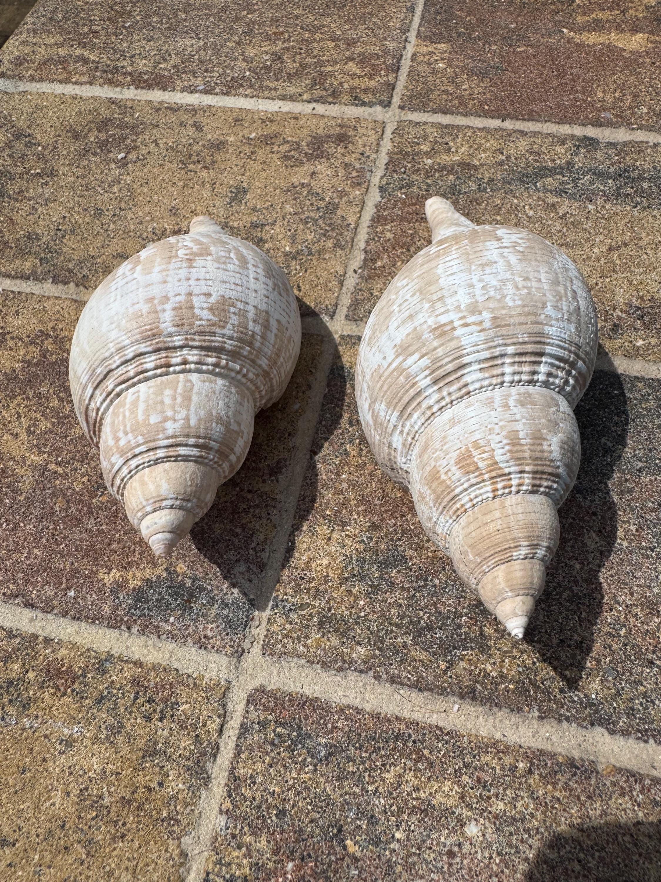 Two Large Light Tulip Shells - Etsy