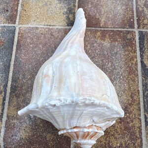 May include: A large, spiraled seashell with a pointed apex and a wide, flared opening. The shell features a smooth, off-white and cream-colored surface with subtle, light brown vertical striations and a textured, ridged edge along the main body.