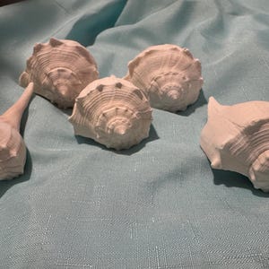 May include: A collection of five off-white seashells with textured, spiraled surfaces and pointed apexes. The shells vary in shape, with four featuring rounded, bulbous bodies and one displaying a distinct, elongated, and slender spire.