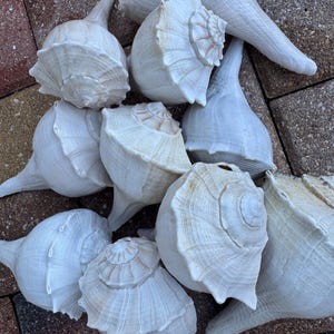 May include: A collection of large, white conch shells with spiral patterns and elongated spires. The shells vary in size and are arranged on a textured, brick-like surface. The overall color palette is neutral, with shades of white and cream.