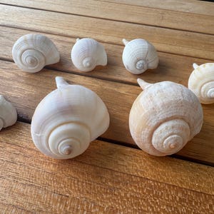 May include: A collection of eight seashells in various sizes and shades of white and tan. The shells are arranged on a wooden surface, showcasing their spiral patterns and natural textures. The shells vary in size, with some having a small horn-like protrusion.