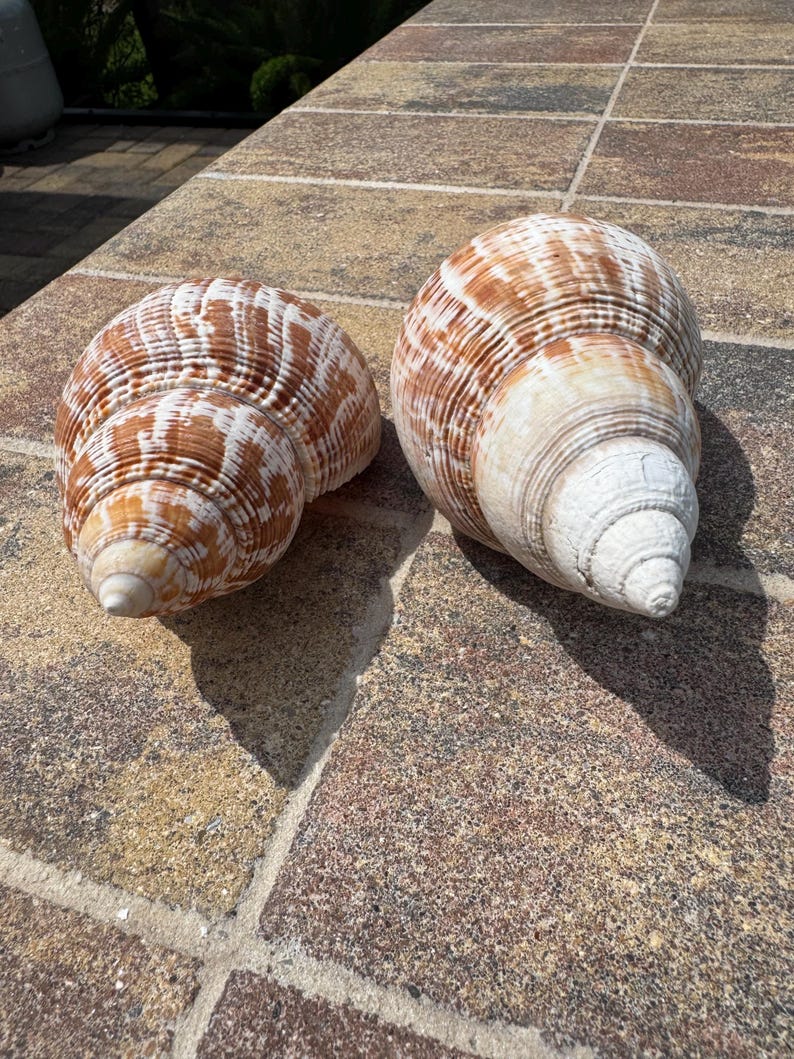 Two Large Tulip Shells - Etsy