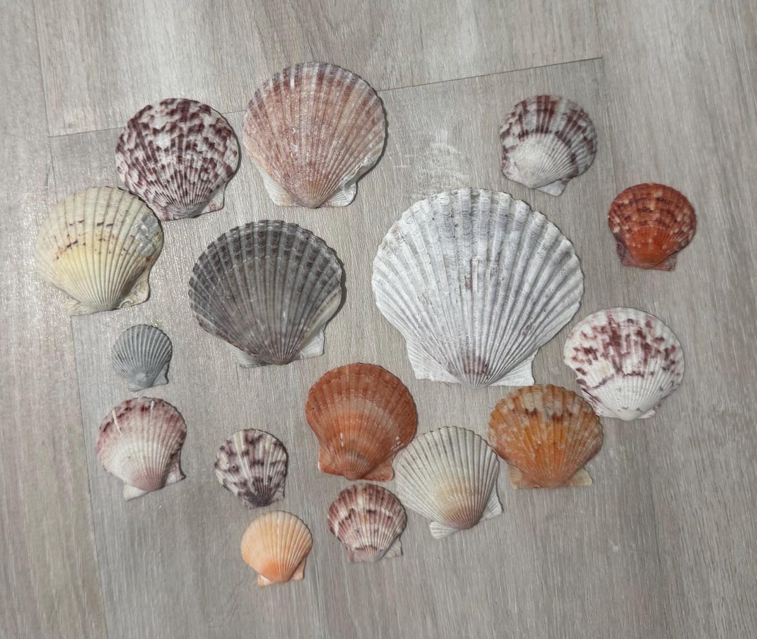 Assortment of Scalloped Shells - Etsy