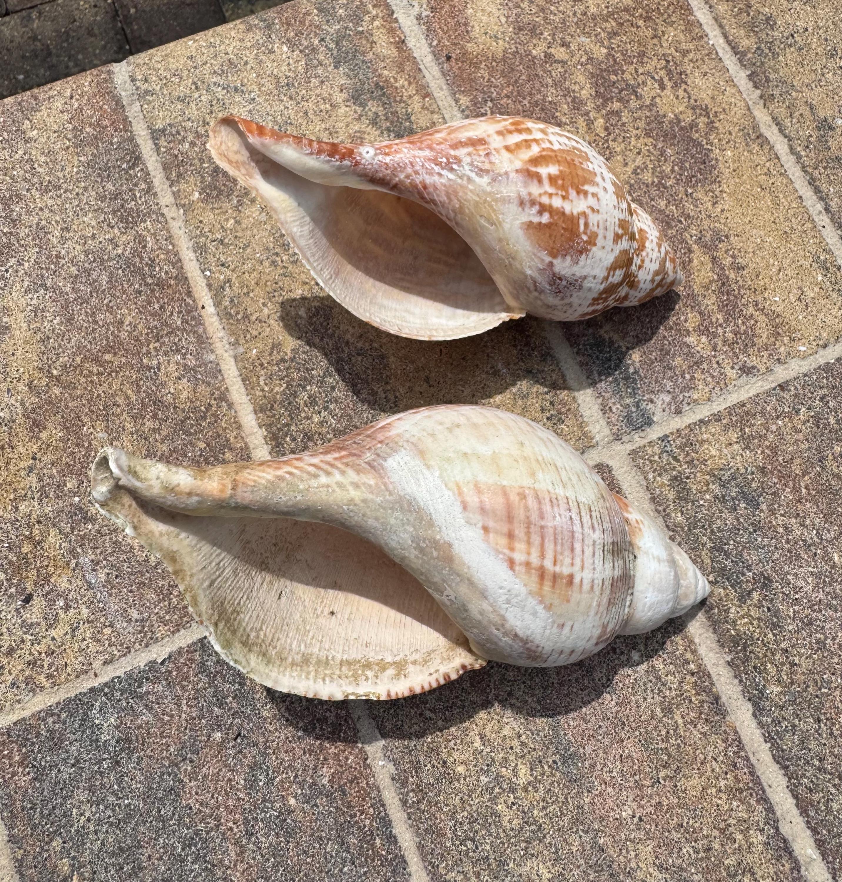 Two Large Tulip Shells - Etsy