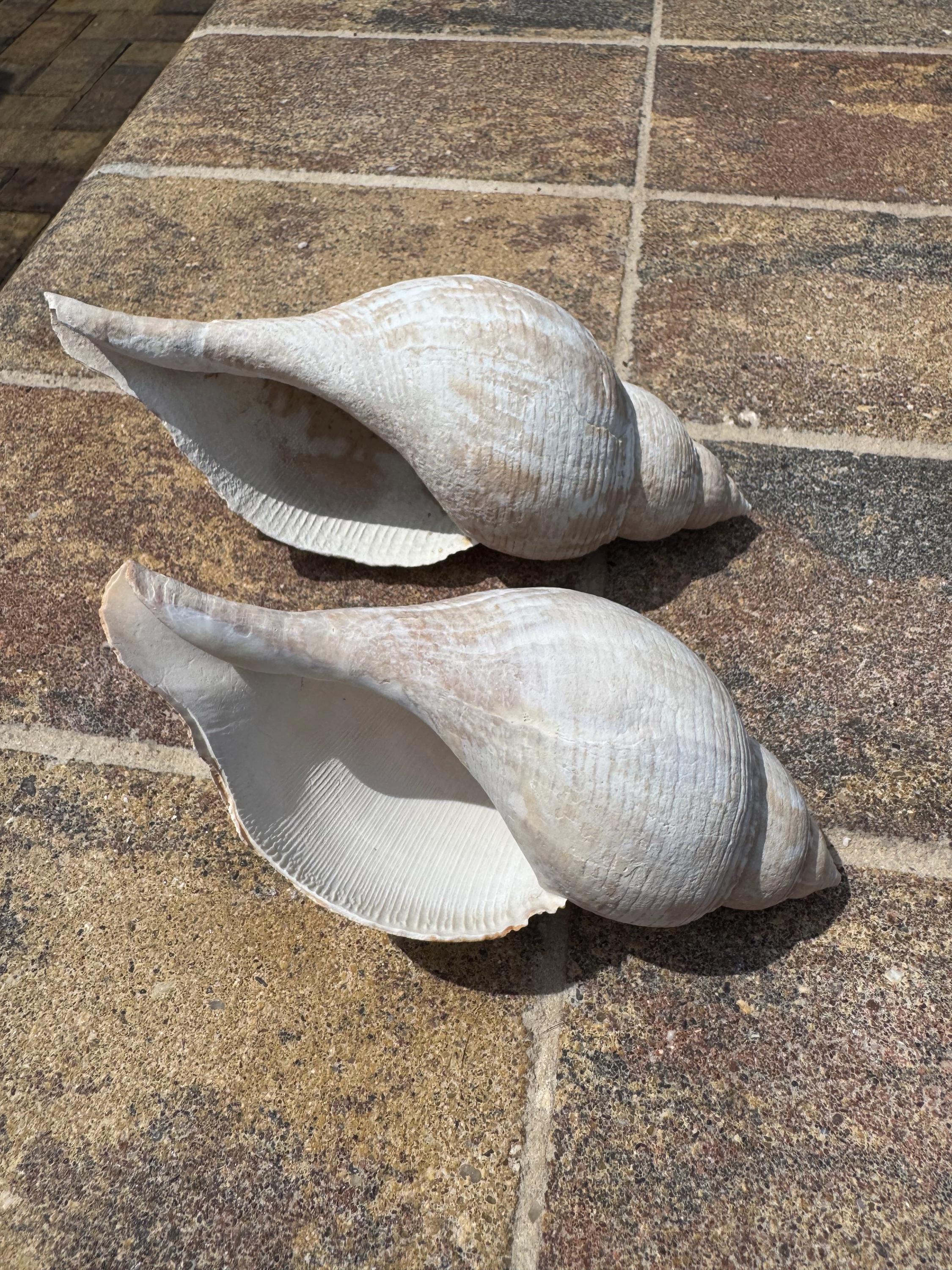Two Large Light Tulip Shells - Etsy