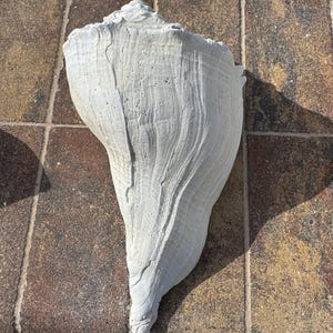 May include: A large, off-white conch shell with a textured, weathered surface. The shell features a spiral top, a wide opening, and a tapered base. The exterior displays natural ridges and grooves running vertically along its length.