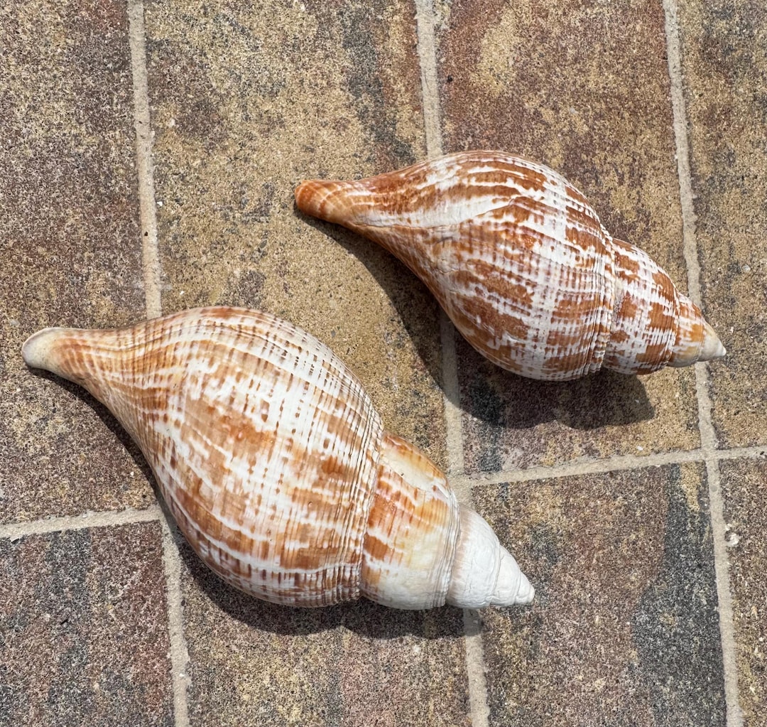 Two Large Tulip Shells - Etsy