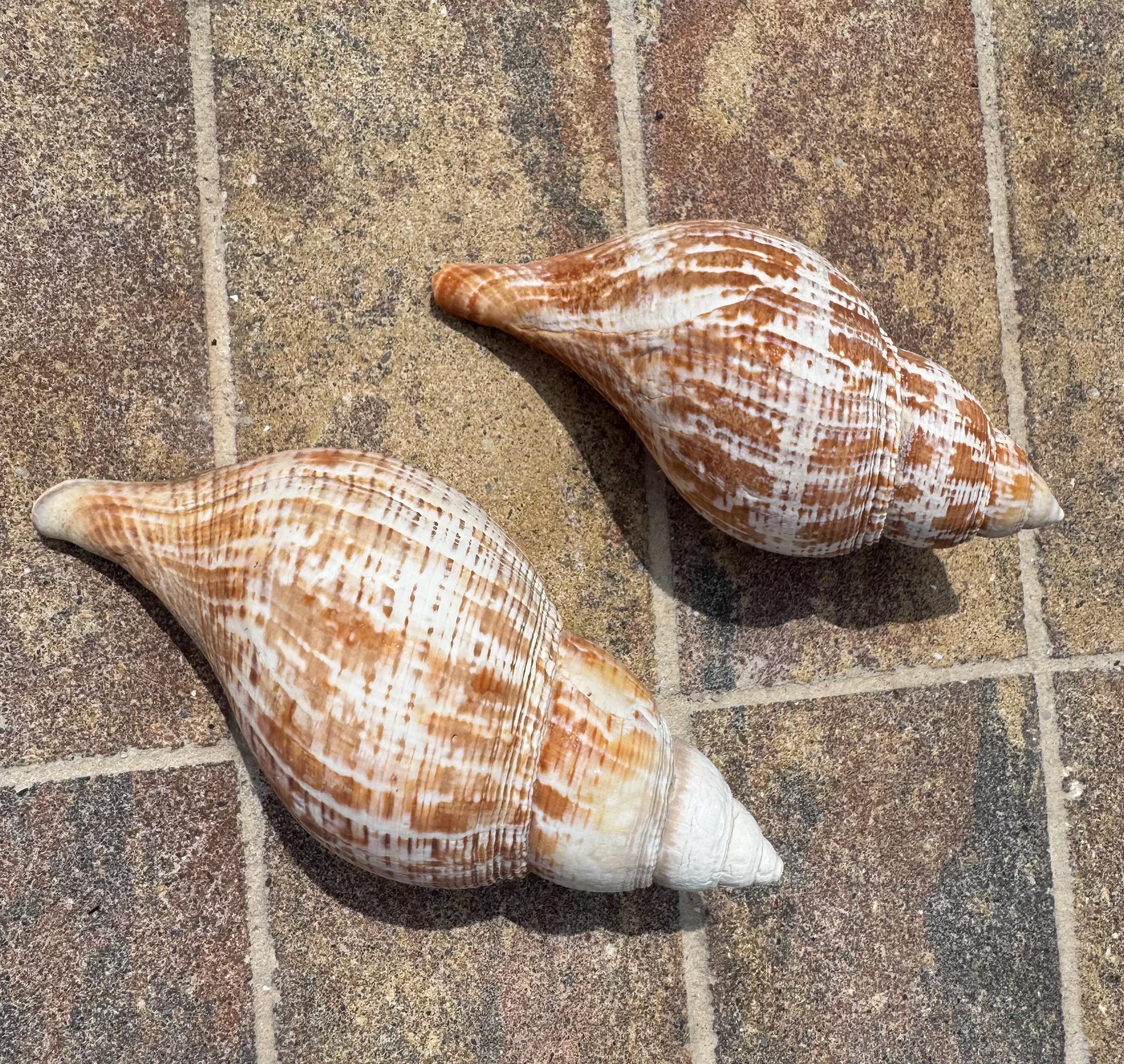 Two Large Tulip Shells - Etsy