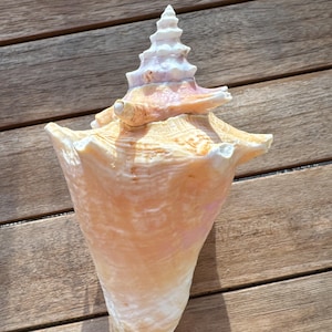 May include: A large conch shell featuring a spiraled, pointed apex and a wide, flared opening. The shell displays a gradient of soft peach, cream, and pale pink hues, with a textured, ridged surface that tapers down to a rounded base.