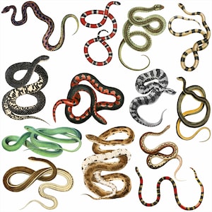 Könnte beinhalten: Eine Sammlung verschiedener Schlangenillustrationen in unterschiedlichen Farben und Mustern. Die Schlangen variieren in Größe und Form, einige sind gewunden und andere ausgestreckt. Die Farbpalette umfasst Grün, Braun, Rot, Schwarz und Weiß.
