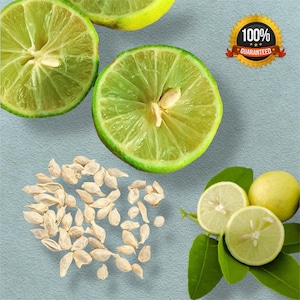 200+ Key Lime Seeds , planting home gardening, Citrus Limetta Plant seeds pack , Sweet Lime Seeds Citrus