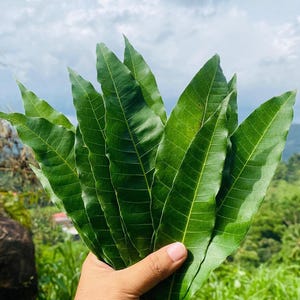 Mangoblätter Premium Bio, getrocknete Mangifera indica, Kräuter-Mangoblatt-Tee, 100% Bio-Mangoblätter, natürliche wunderbare Teezubereitung
